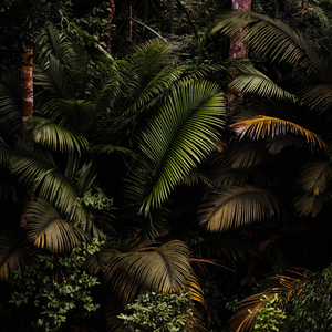Dream Place