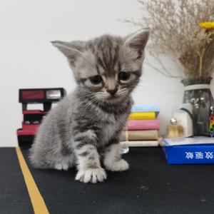 我要你（翻唱 任素汐）（翻自 任素汐）