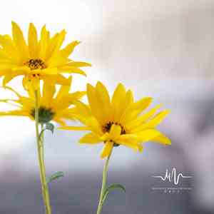 悄悄的雨 (吉他)