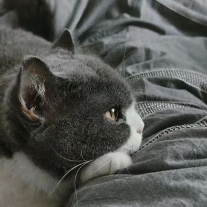 扑火
