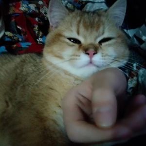 只为你写的情歌