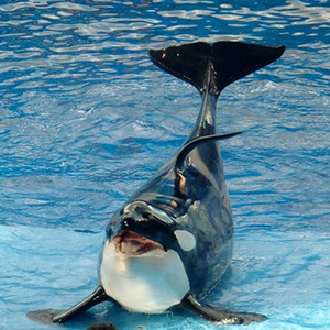 Hallo from a Killer Whale ( Ciao da una orca assassina )
