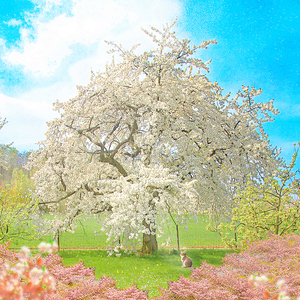 내가 (너의 봄이 될 수 있다면)