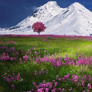 雪白的雪山下 (3)