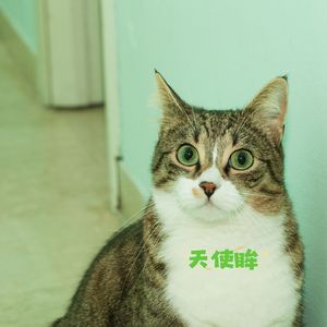 天使眸 (猫咪哄睡)