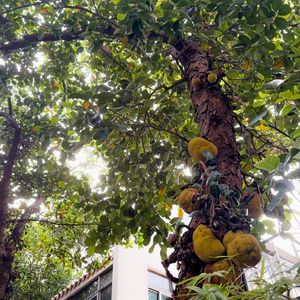Walking by the jackfruit trees