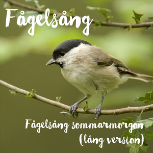 Fågelsång sommarmorgon (lång version)