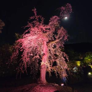 真夜中の愛(World Peace Song)