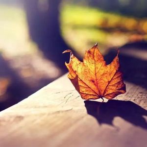 没有最后 (烟嗓版)