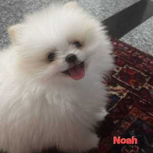 Noah