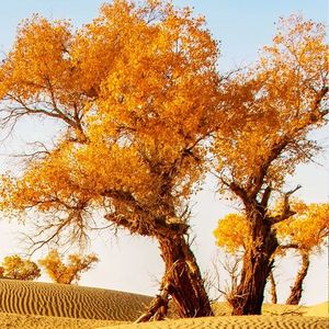 风中有朵雨做的云