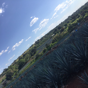 MAÑANITAS A SANTA CECILIA