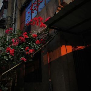 花谢又花开 0.8x