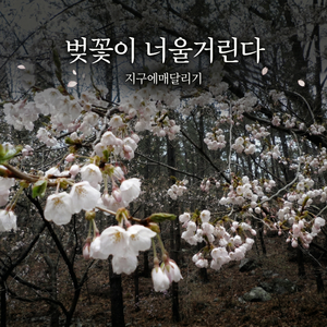 벚꽃이 너울거린다