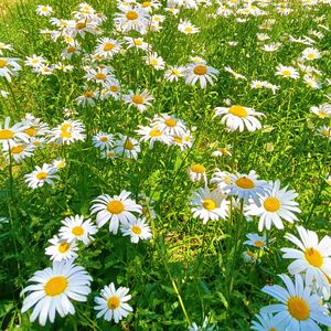 祖国的花朵（纯音乐）