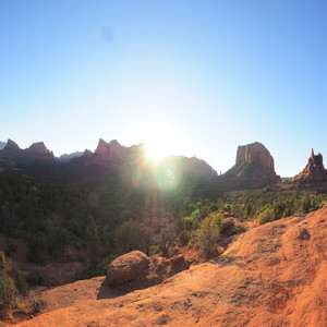 Ramblin' Rose Rhapsody