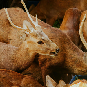 Deer