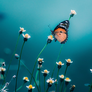 Oh Sayang Ngana Ini Bagimana