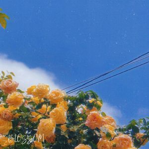BLOSSOM