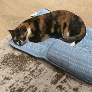 冬日暖陽DEMO (feat. 屈原)