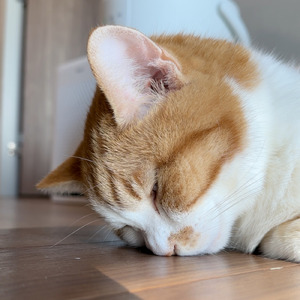 病院に連れて行こうかと心配になった事３選