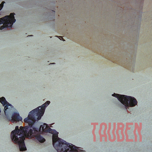 Tauben