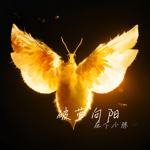 逆光的翅膀