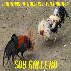 el gallo negro