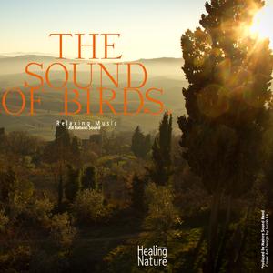 Good Morning Birds Sound