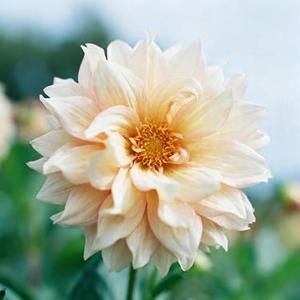 后来遇见他 (是鱼呀 Remix)