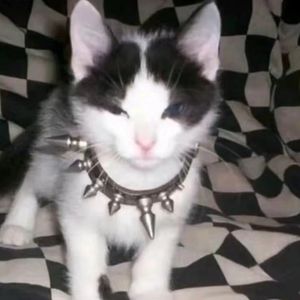 樱花庄(Prod.by cloudbeats x rj pasin)