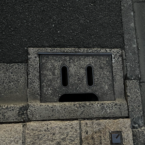 マリーゴールド（金盏花）