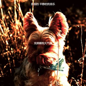 优美可爱的狗器乐