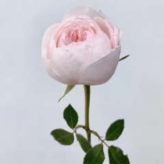 喜欢你的小秘密