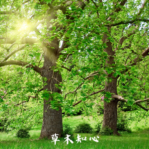 禅意绵绵 (古琴轻吟)