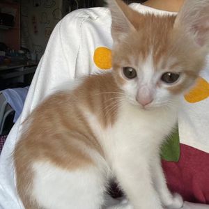 瞎子（cover：尧十三）