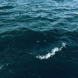 海鸥