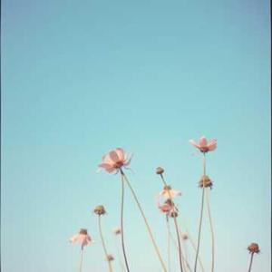 Flores Marchitas