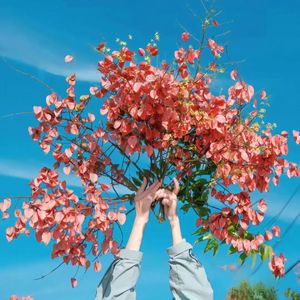 一直很安静（女声版）