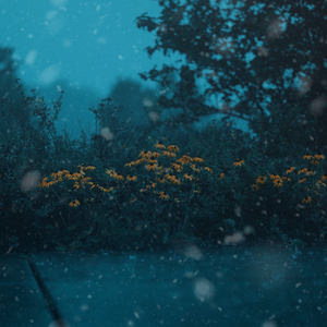 Arctic Nights