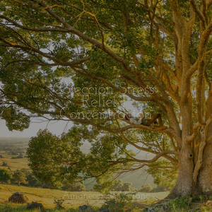 El Dosel Encantado Llama