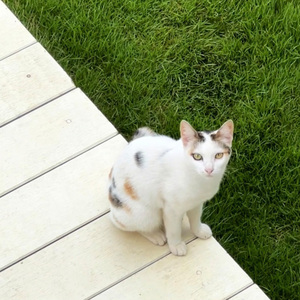 ใจผมก็มีอยู่แค่นี้ (sped up)