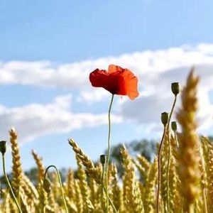 午后琴声 (冥想)