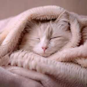 Suave Ronroneo De Gato