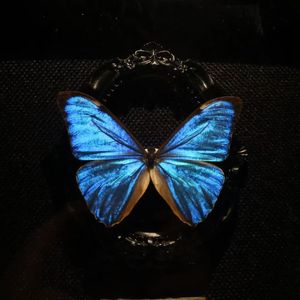 蓝闪蝶（prod.lucien）