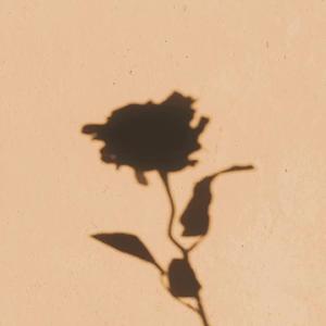 若有来世，我只想做一阵风