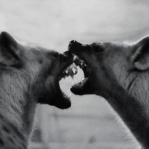 Quem Dá Costas É Presa
