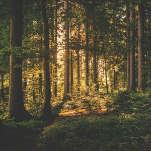 The Solid Rock (My Hope Is Built)