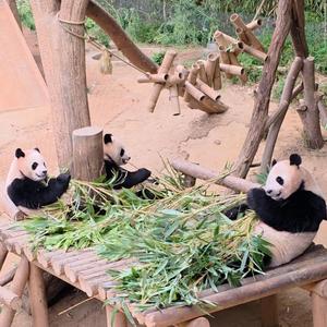 판다러브(루이바오 후바오 사랑해)