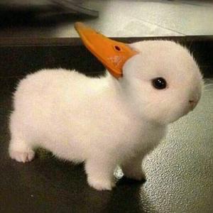 异域风情摇摆至上(抖音热搜版)